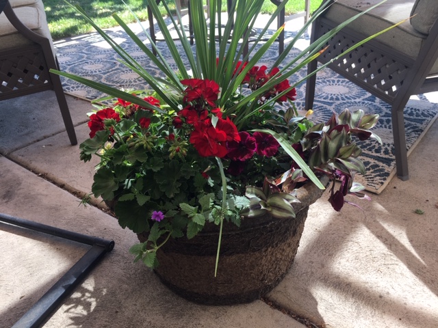 Container garden flower pot for patio.JPG with geraniums