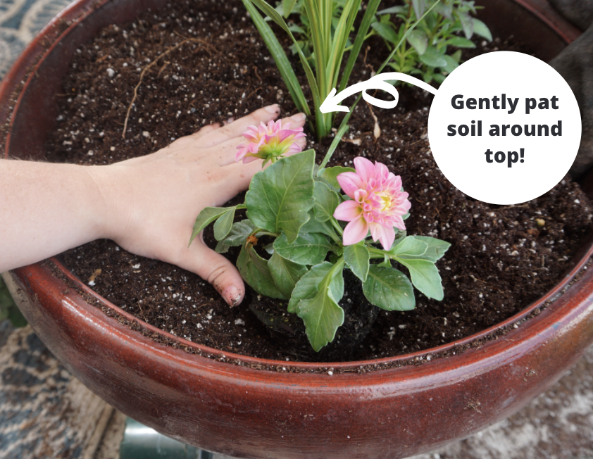 How plant flowers in garden pot