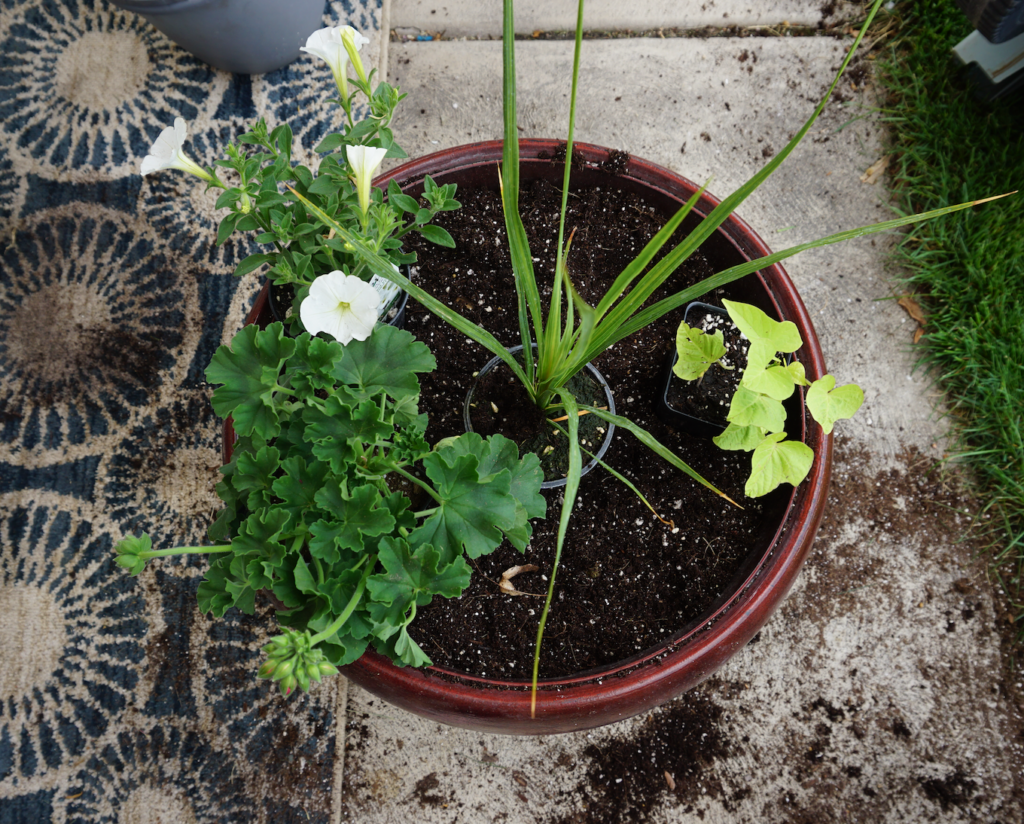 planning out design of large flower pot container gardening /// waterfall petunia, potato vine and spike