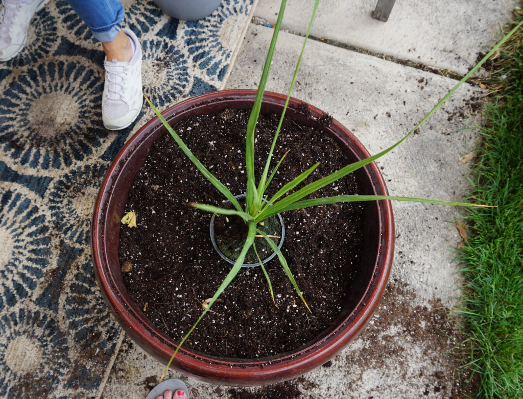 Planning out flower placement in large flower pot