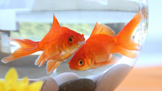 Goldfish in bowl - The 7 Smartest Things I've Done in 2020