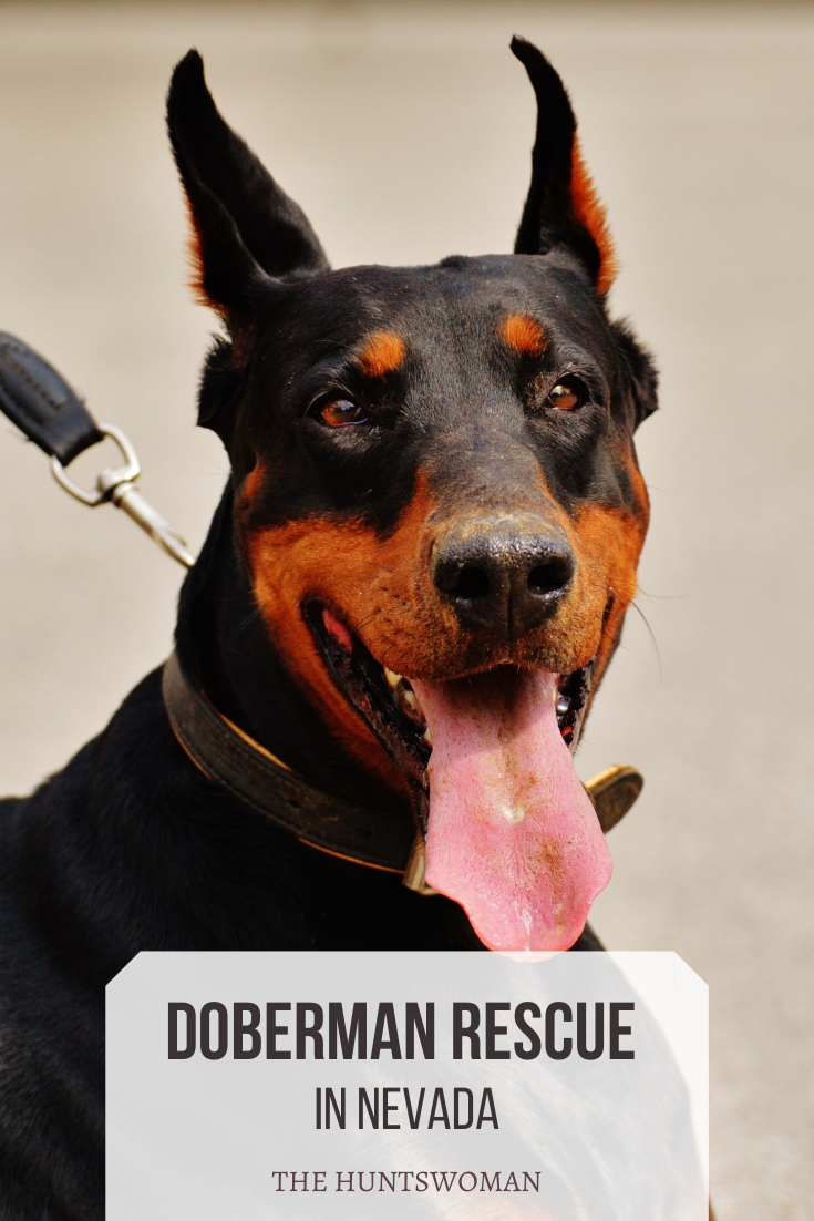 Adopt a Doberman 22+ Doberman Rescues in the USA The Huntswoman
