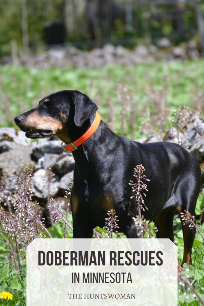 doberman dog rescues - Minnesota