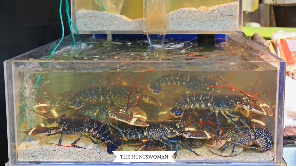lobsters in a tank at a supermarket