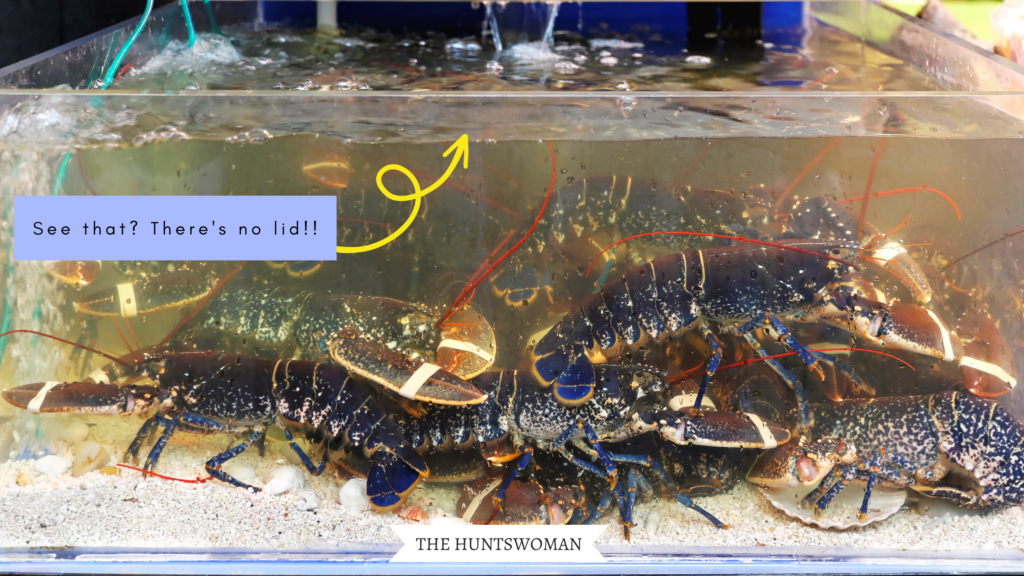 lobsters in a tank at a supermarket. Text on image says "see that? There's no lid!" with a yello arrow pointing to the top of the cage